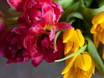 Top 25 Most Beautiful Tulip Flowers