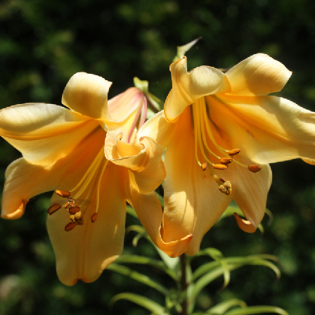 Trumpet African lilies in a garden