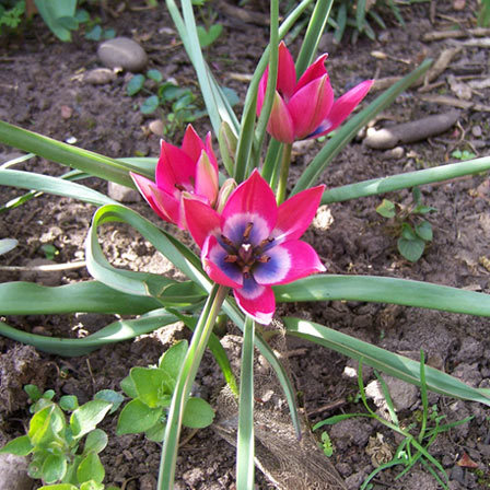 Tulip little beauty flower is one of the most beautiful tulip flowers