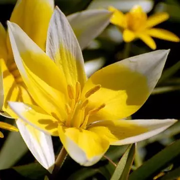 Tulipa tarda flowers is one of the most beautiful tulip flowers