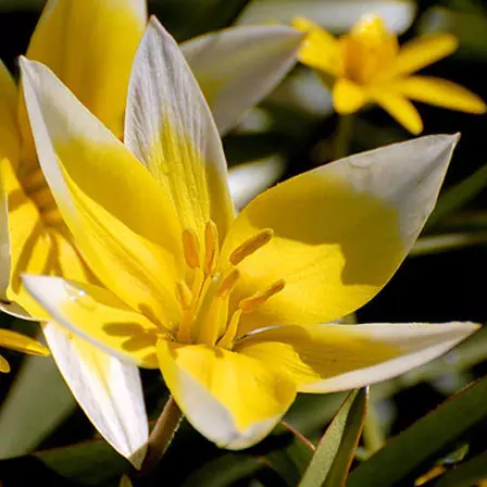 Tulipa tarda flowers is one of the most beautiful tulip flowers