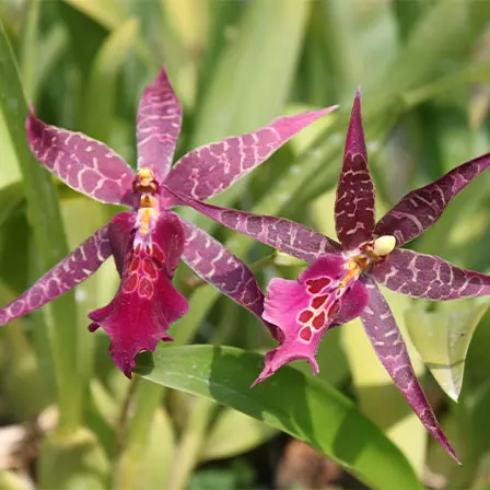 Miltassia orchids in a garden
