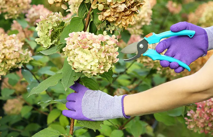 Woman pruning hydrangea blossoms