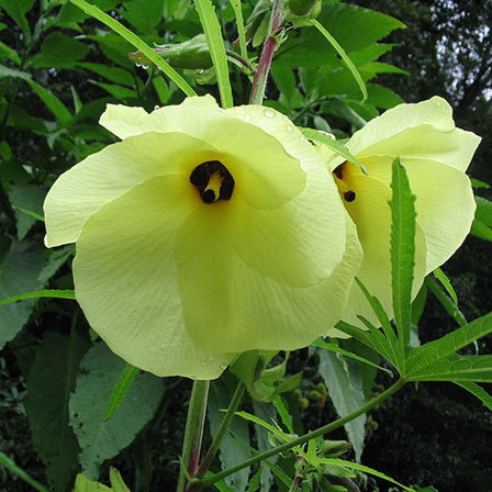 Abelmosk is one among beautiful hibiscus flowers