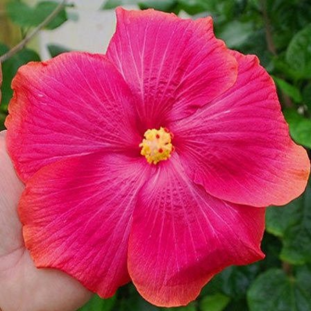 Aphrodite is one among beautiful hibiscus flowers