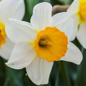 Barret Browning beautiful daffodil flower