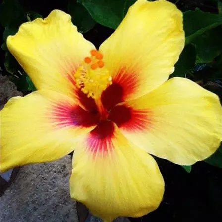 Beach Beauty is one among beautiful hibiscus flowers