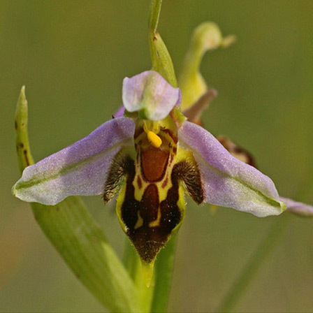 Bee Orchid is one among beautiful orchid flowers