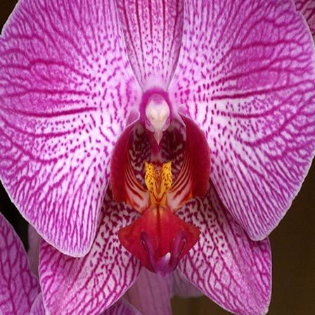 bird’s head orchid