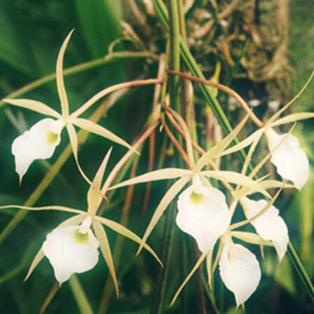 Brassavola Orchid is one among beautiful orchid flowers