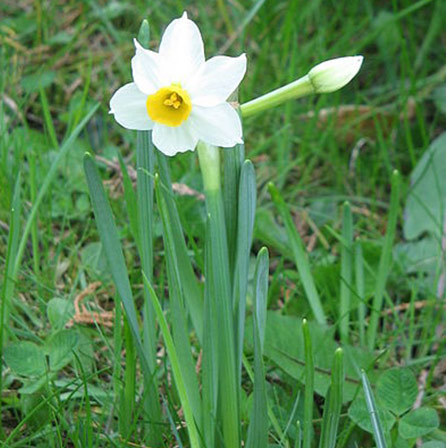Canaliculatus beautiful daffodil flower