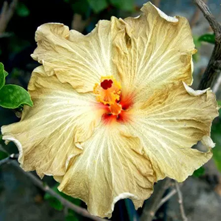 Champagne is one among beautiful hibiscus flowers