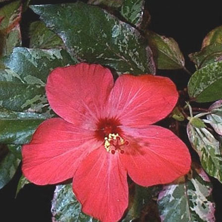 Checkered Hibiscus is one among beautiful hibiscus flowers