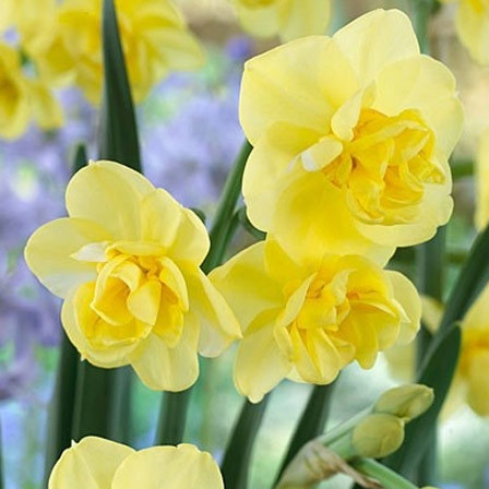 Cheerfulness beautiful daffodil flower