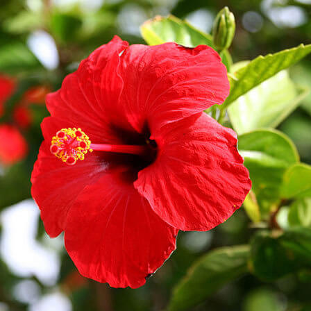 China rose is a beautiful hibiscus flower