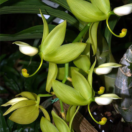 Cycoches is one among beautiful orchid flowers
