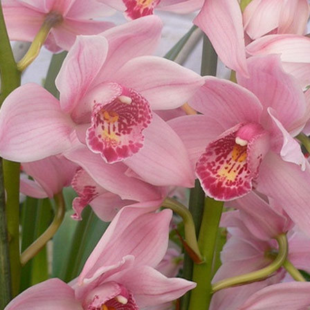 Cymbidium is one among beautiful orchid flowers