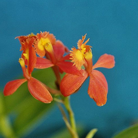 Epidendrum Orchid is one among beautiful orchid flowers