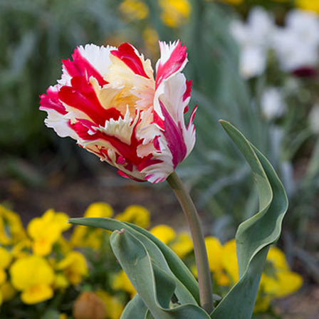 Estella Rijnveld is one of the most beautiful tulip flowers
