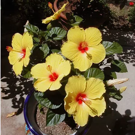 Exuberance is one among beautiful hibiscus flowers