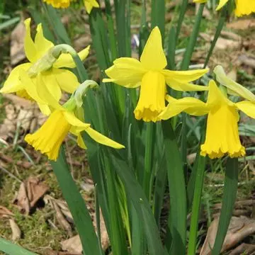 February gold beautiful daffodil flower