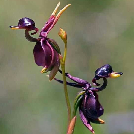 Flying Duck Orchid is one among beautiful orchid flowers