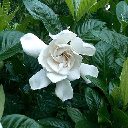 Cape jasmine with fragrant blooms