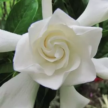 Miami Supreme jasmine blooms throughout the year