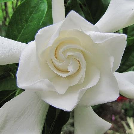 Miami Supreme jasmine blooms throughout the year