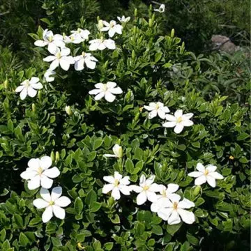 Shooting Star is a six-petaled, fragrant jasmine