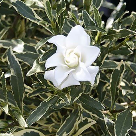 Variegata is a double-bloom jasmine