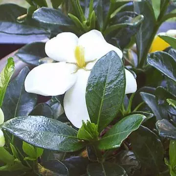 White Gem jasmine has a lighter fragrance