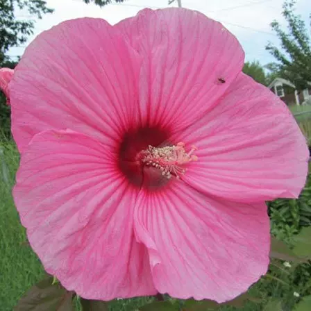 Giant Rose Mallow is one among beautiful hibiscus flowers