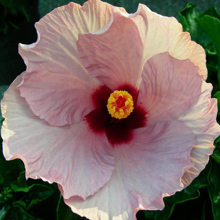Hawaiian Hibiscus is one among beautiful hibiscus flowers