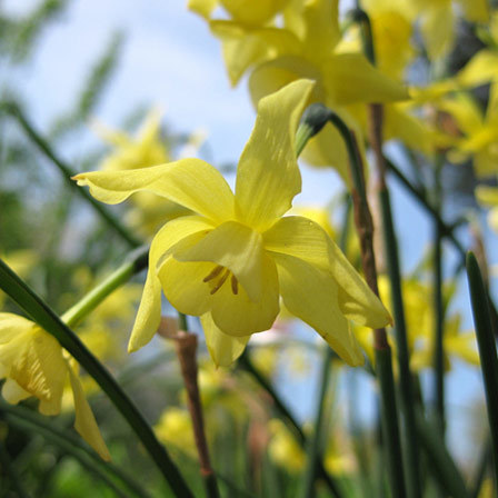 Hawera beautiful daffodil flower