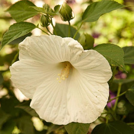 Hibiscus Blue River II is one among beautiful hibiscus flowers