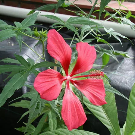 Hibiscus Coccineus is one among beautiful hibiscus flowers