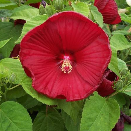 Hibiscus Luna Red is one among beautiful hibiscus flowers