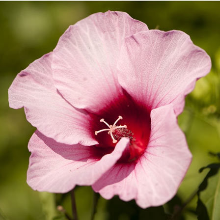 Hibiscus Moscheutos is one among beautiful hibiscus flowers