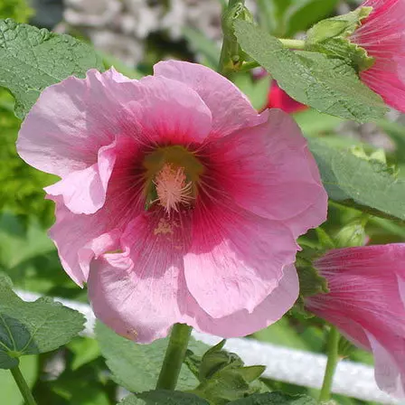 Hibiscus Mutabilis is one among beautiful hibiscus flowers