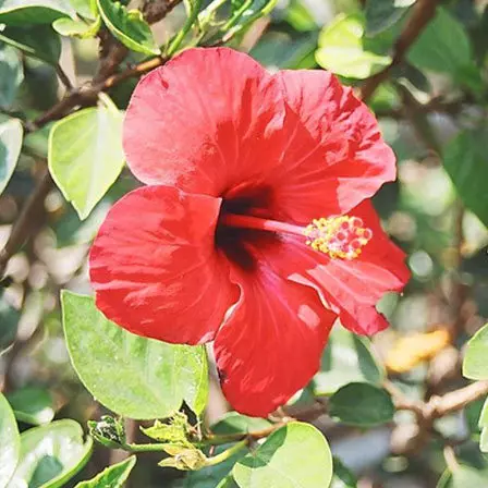 Hibiscus Sabdariffa is one among beautiful hibiscus flowers