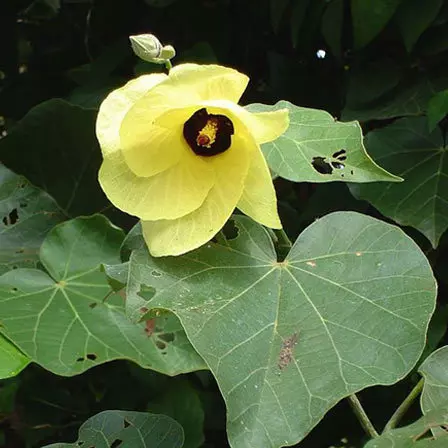 Hibiscus Tiliaceus is one among beautiful hibiscus flowers