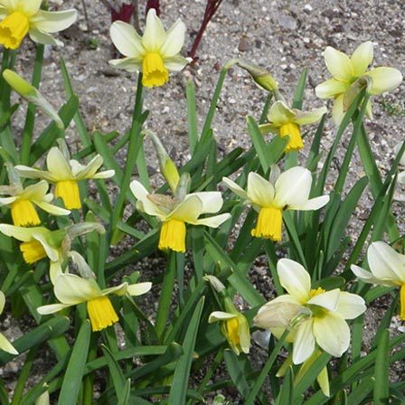 Jack Snipe linda flor de narciso