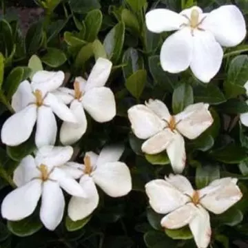 Kliem's Hardy is a six-petaled jasmine bloom