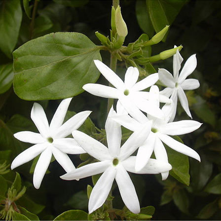 Jasminum Elongatum is a rare jasmine variety