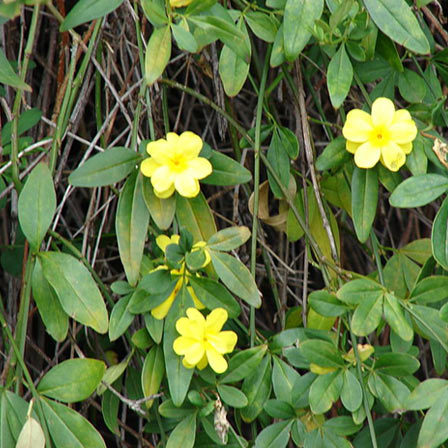 Mesnyi is a primrose jasmine