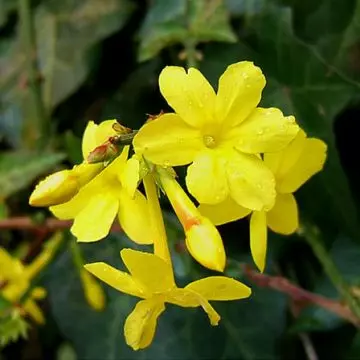 Nudiflorum winter jasmine with funnel-shaped yellow flowers