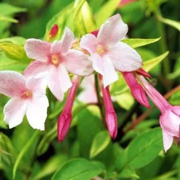 Jasminum X Stephanense is a hybrid jasmine