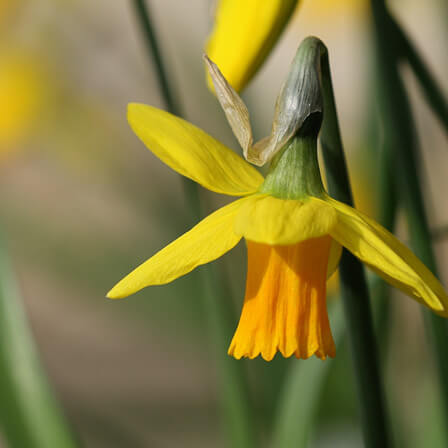 Jetfire beautiful daffodil flower