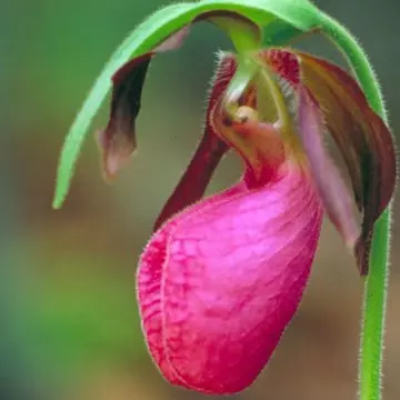 Lady Slipper Orchid is one among beautiful orchid flowers